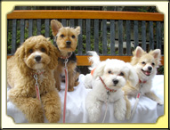 DOGr[eB[T